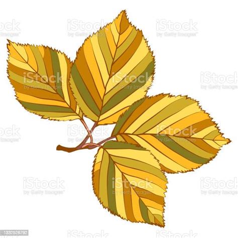 Elm Branch With Gold Autumn Leaves Isolated On White Background Stock