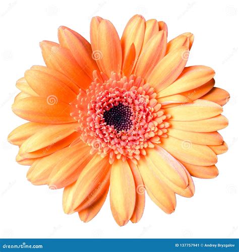 Beautiful Orange Gerbera Daisy Flower Isolated On White Background