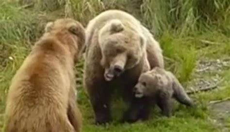 Mama Grizzly Bear With Cubs