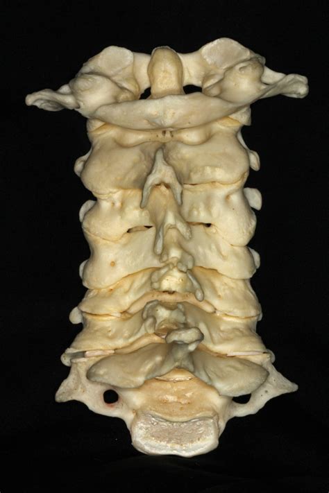 Posterior View Of Cervical Spine Neuroanatomy The Neurosurgical Atlas