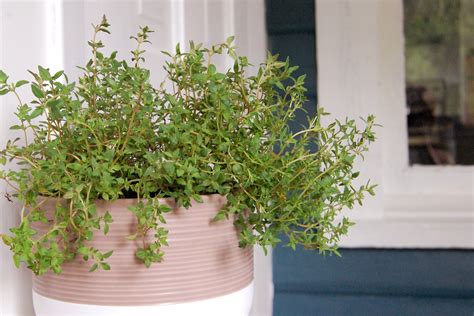 How To Keep Thyme Fresh Artistrestaurant2