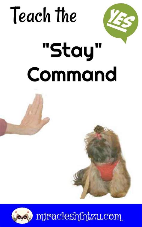 Check spelling or type a new query. Teach Your Dog To Stay