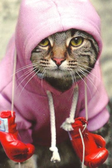 Boxing Cats That Will Knocked You Down By Their Cuteness Super Meow Meow