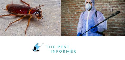 How To Get Rid Of Roaches In Your Home A Complete Guide The Pest Informer