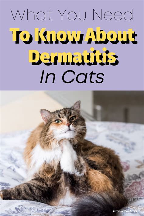How To Treat Dermatitis In Cats What You Need To Know Cat Skin