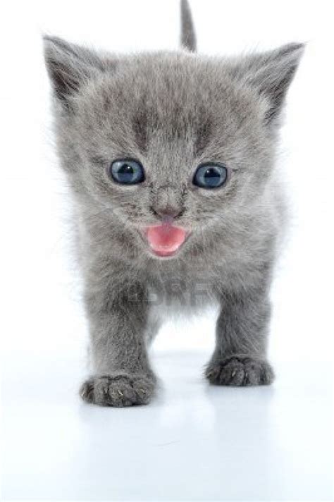 Portrait Of Funny British Grey Kitten Cute Cats And Kittens Grey