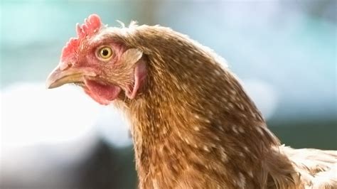 Chickens Earlobes Contain A Hidden Message About The Eggs They Lay