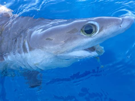 New Shark Species Discovered MarAlliance