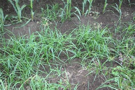 A dormant grass does not use many nutrients or basically, anything that looks like a plant growing in your lawn. nutgrass | Weed Identification - Brisbane City Council