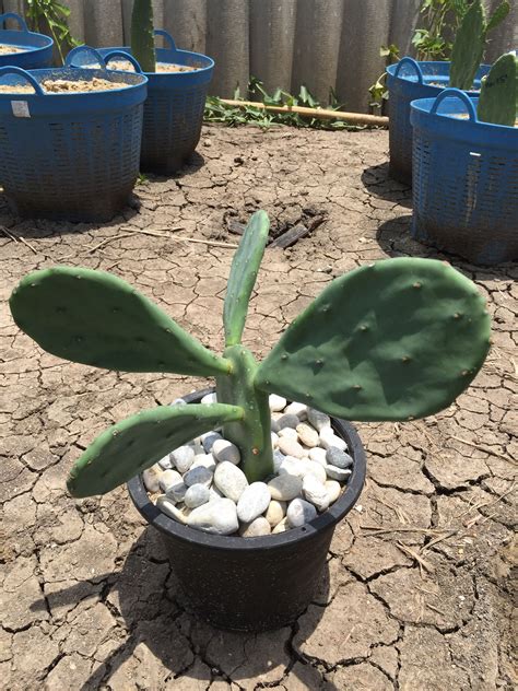 Prickly pear cactus is a tropical or subtropical plant, so it loves the warm exposure. Nopal Prickly Pear Cactus - Edible Cactus-Opuntia Stricta 8