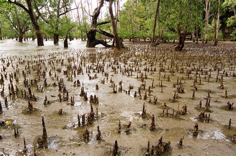 Mangrove Aerial Roots Photograph By Matthew Oldfieldscience Photo Library