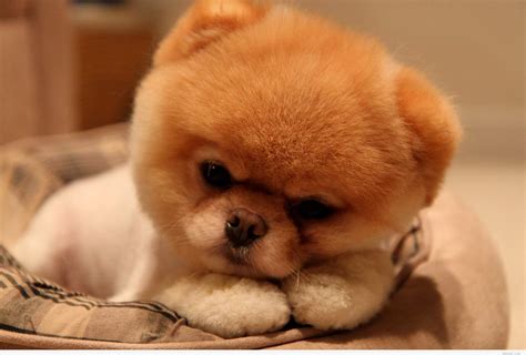 Cute Baby Dogs Wallpapers Wallpaper Cave