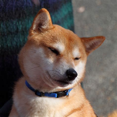 Btc traded 1.6% lower at $54,575.23 at press time. George the Shiba Inu | George, a Shiba Inu (smallest of ...