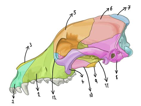 Canine Skull Diagram Quizlet