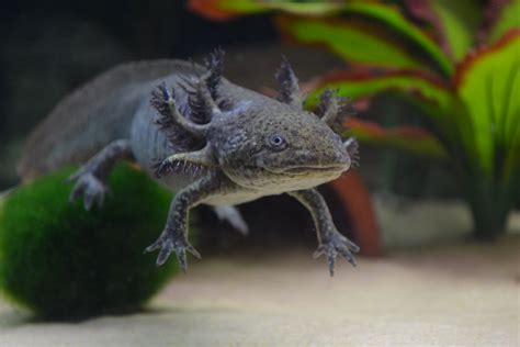 We did not find results for: Darwin | Darwin my Axolotl with a belly full of worms ...