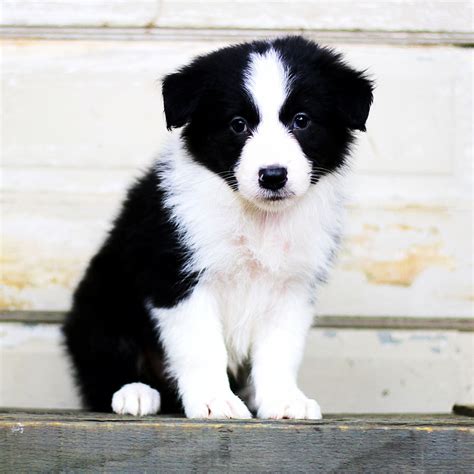 Border Collie Puppies For Sale | Grass Lake, MI #225326