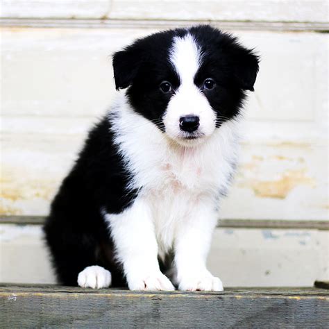 She has been the best, most loyal friend and dog i have ever owned. Border Collie Puppies For Sale | Grass Lake, MI #225326