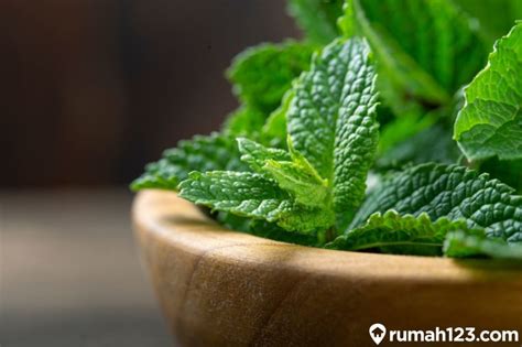 Seledri merupakan sayuran daun dan tanaman obat yang dapat dipakai sebagai bumbu atau masakan. Cara Menanam Daun Mint dengan Mudah di Rumah. Coba Yuk ...