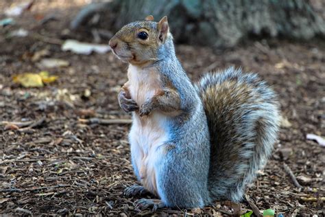 Cute Curious Squirrel Standing Up On The Ground Image Free Stock
