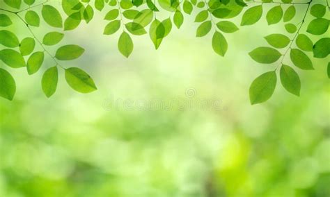 Closeup Nature View Of Green Leaf On Blurred Greenery Background In