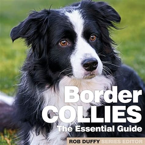 Border Collies The Essential Guide Duffy Robert 9781913296483
