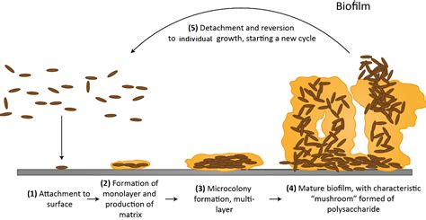 Bacterial Biofilms Their Formation And Role In Pathogenesis Online