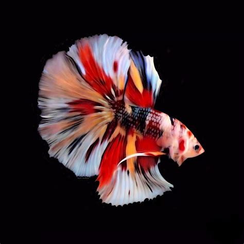 Koi galaxy betta changlun, changlun. A Candy Koi Rosetail Betta Digital Art by Scott Wallace ...