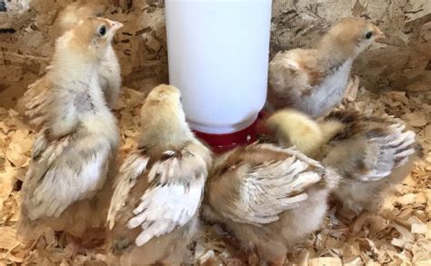 U scram cat and chipmunk deterrent. My Chickens Flying Out Of The Brooder!