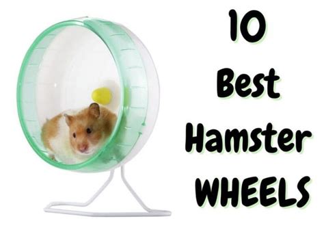 10 Best Hamster Wheels 2023 Update The Pet Savvy