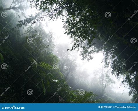 Misty View Of Tropical Jungle And Cloudy Sky Rainforest In Fog View