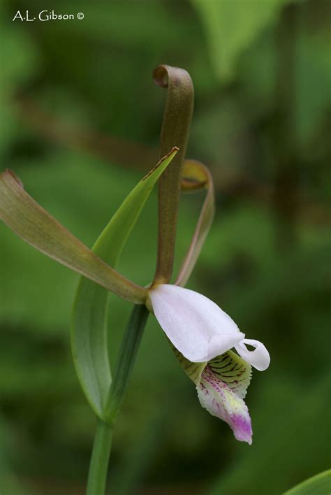 The Buckeye Botanist Southern Kentucky And The Rosebud Orchid