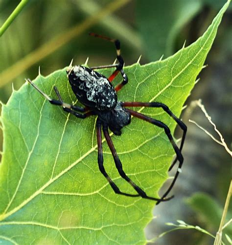 Nephilingis Cruentata African Hermit Spider In Tzaneen South Africa