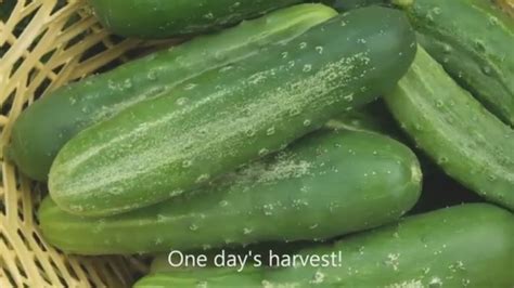 straight eight cucumbers as they grow through the summer youtube