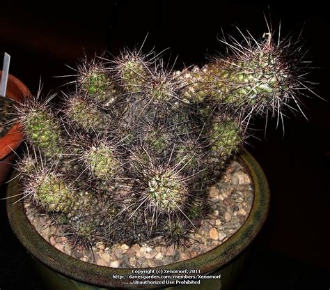 The plant appears dusty, but if one takes a closer look, it seems the dust is some sort of wool on the stem. PlantFiles Pictures: Mammillaria Species (Mammillaria ...
