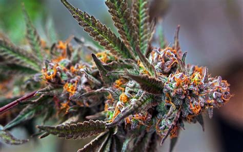 The science is still hazy, but cbd is believed to work against an uncomfortable weed experience by producing a calming effect. Another Major Victory for Weed in the Workplace • High Times