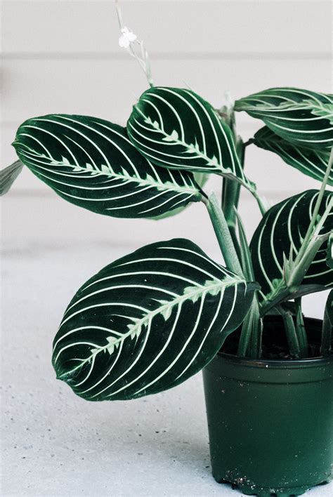 How to buy outdoor cactus plants? Maranta Lemon Lime Prayer Plant 4" - buy houseplants ...