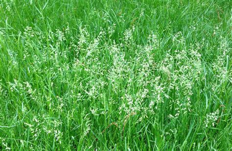 Commutata), hard fescue (festuca longifolia), and sheep fescue (festuca ovina). Tall Fescue Grass Seed Head - Sedge Grass