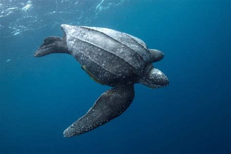 Selama hampir 50 juta tahun, paus biru tidak mengalami perubahan apapun pada ukuran tubuhnya sehingga menjadikannya sebagai mamalia laut terbesar yang masih bertahan. 10 Binatang Purba yang Masih Hidup Sampai Sekarang ...