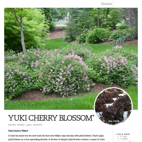 Yuki Cherry Blossom® Deutzia Spec Sheet Spring Meadow Nursery