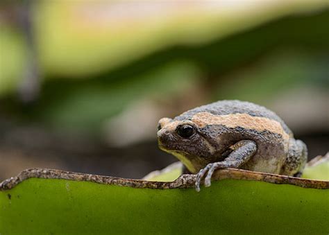 Asian Painted Frog Bilder Und Stockfotos Istock