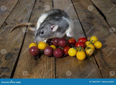 Rat and cherry tomatoes. stock image. Image of eating - 76667387
