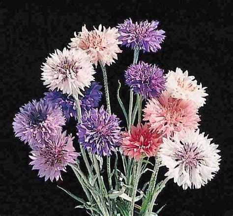 Faq for growing winter season flowers. GARDENING BY PASSION: Winter Flowers for North India(Sep ...