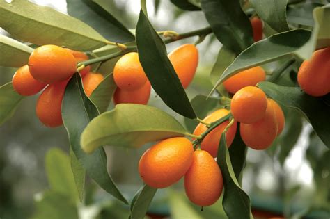 how to grow kumquats plant instructions