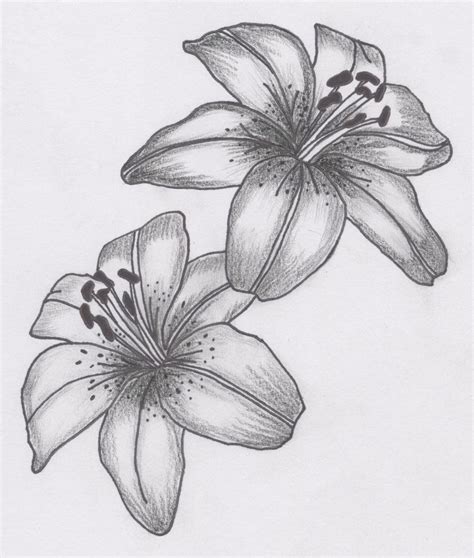 Lily Sketch Tattoo At Explore Collection Of Lily