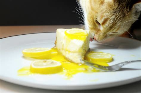 Cat Eating Cheese Cake Still Life Composition Almost W Flickr