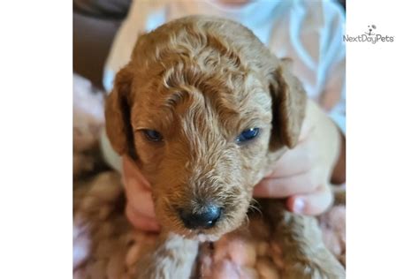 Here at sure4pets, health comes first. Selah: Poodle, Miniature puppy for sale near Lexington ...