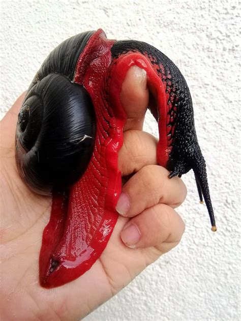 While cats may only want to observe a skunk, the skunk will likely perceive a threat. This Fire Snail Is The Vampire Equivalent Of A Slug ...