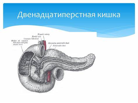 Сигмовидная кишка лечение диета Анатомия и физиология кишечника - презентация онлайн Анатомия и физиология кишечника - презентация онлайн Сигмовидная кишка лечение диета