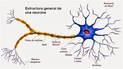 ¿cuáles Son Las Partes Y Funciones De Una Neurona