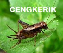 Kepala bergetar 2021 full episods, kepala bergetar live drama tonton online, malaysian drama melayu, layan drama, layanjer, layanon9, myflm4u and tv3 astri ria prima tv channel official website. Anim Agro Technology: CENGKERIK - NILAI EKONOMI